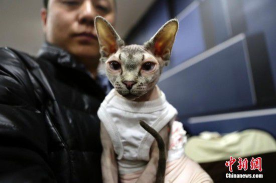 百余只世界名猫现身北京 平均身价3万元以上