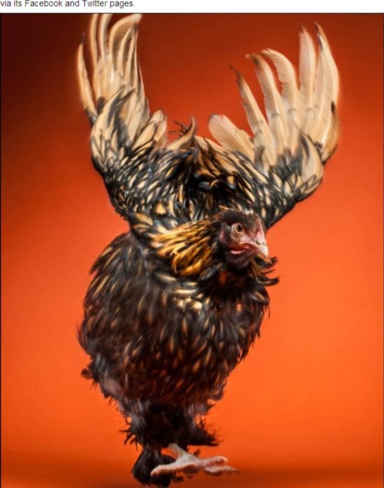 英国一公司推出公鸡日历 称有助母鸡生产优质