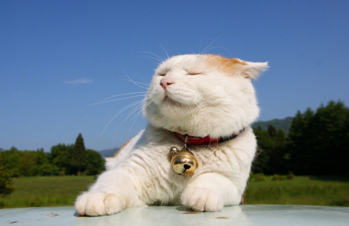 猫一样的高冷人生 日本萌宠猫叔和红小胖
