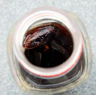 男子喝下蟑螂凉茶 灌4升水狂吐洗胃(图)