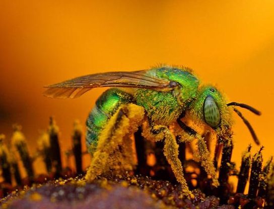 密蜂的种类图片 17864233132043644249.jpg