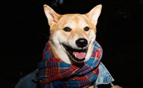 影帝宠物猫不爽猫身价6亿 PK服装时尚界新宠