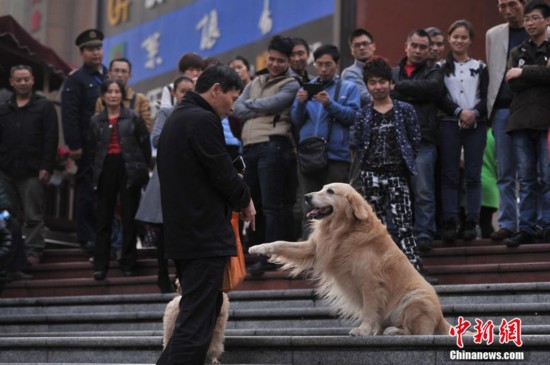 重庆聪明犬街头算数引人围观(高清)