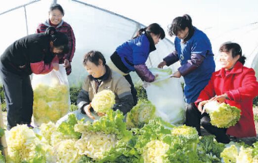 淮安冬储蔬菜交易火爆 村民忙收割