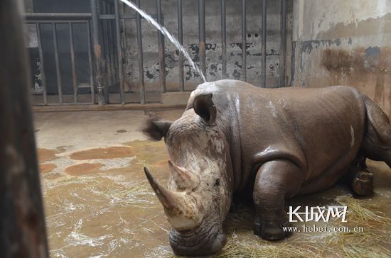 暖气浴霸热水澡 石家庄动物园动物惬意猫冬