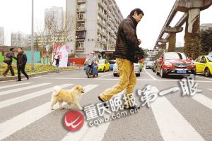 8岁宠物狗被取名黄世仁 过马路从不闯红灯(图