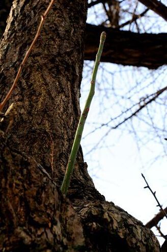 太仓700岁古银杏长出梧桐 专家:种子可能来自