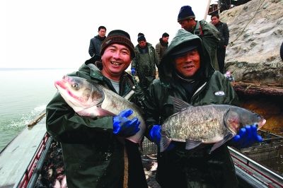 赣榆区塔山镇水产品大面积起捕