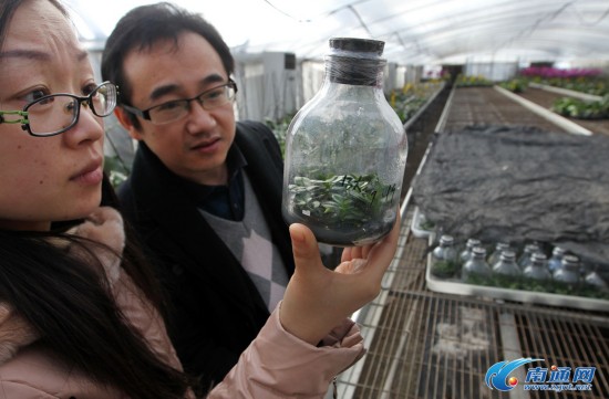 南通智能养殖蝴蝶兰 手机实时监测温度湿度