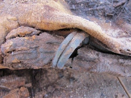 这是一具大约18个月大婴儿的木乃伊,戴着手环用毯子包裹。(图片来源于网络)