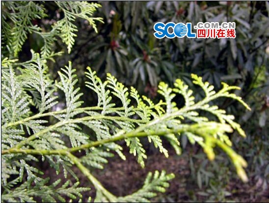 四川宣汉发现濒危物种崖柏(图)