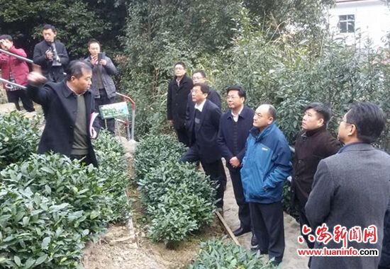 六安:中粮茶业赴金寨响洪甸村六安茶谷考察