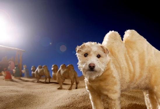 英语六级准考证头像竟是奥特曼 汪星人cospla