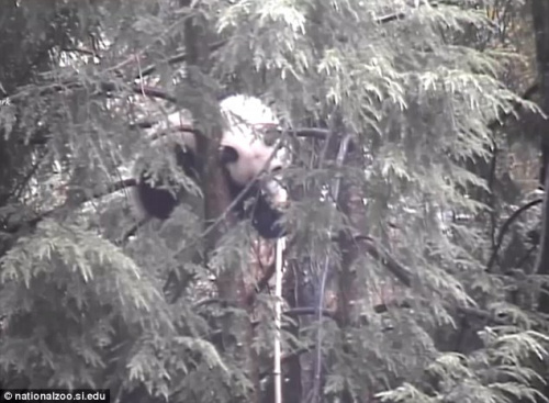 美动物园熊猫宝宝触电受惊 树上待一天(图)