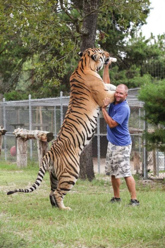 猫科类动物狂热粉在家里的后院里养了6只老虎和2只狮子.