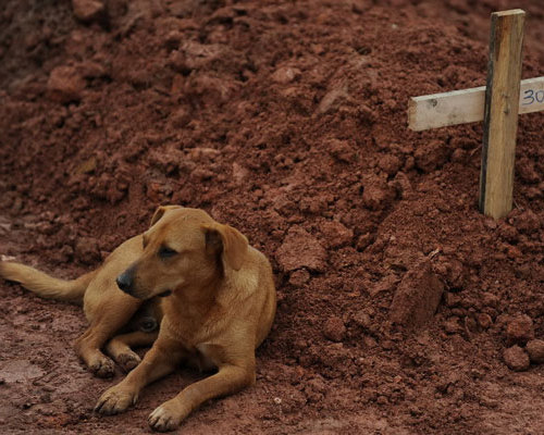 河马摔断牙流眼泪 盘点动物界感人故事(图)