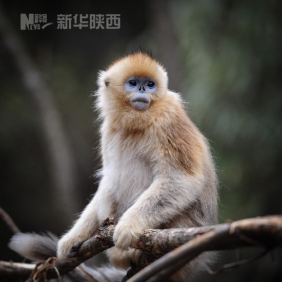 陕西佛坪:野生金丝猴景区安家五年数量翻倍