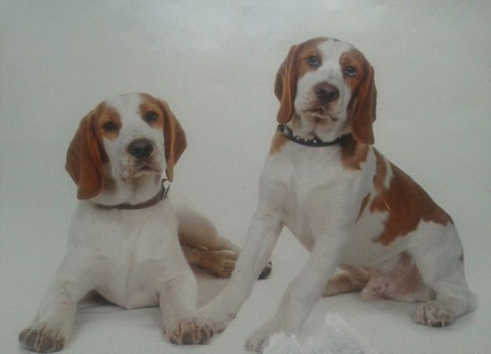 英国小狗挂念走失兄弟 每日蹲守门口盼回家(