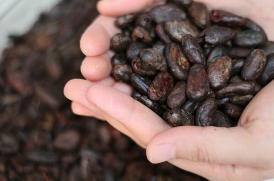 秘林小鹿国内首家可可豆开始做的巧克力品牌