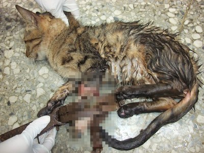 猫踩捕兽夹困山区2天 深可见骨截肢保命(图)