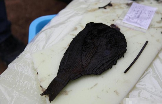 荆州战国楚墓出土2400年前干鲫鱼和铠甲(图)