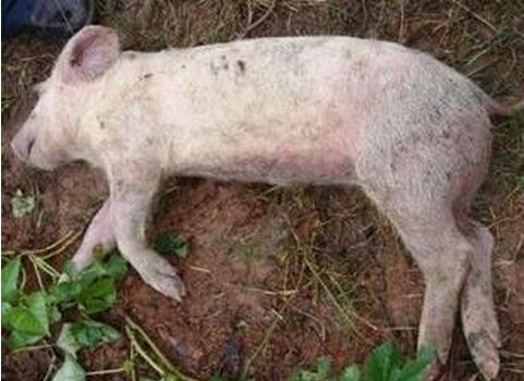 猪口蹄疫要 猪口蹄疫肉传染人