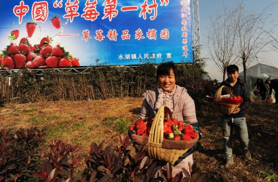 土地整理 草莓飘香--安徽省长丰县草莓基地剪影