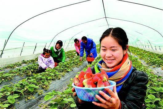 图文:大棚里摘草莓