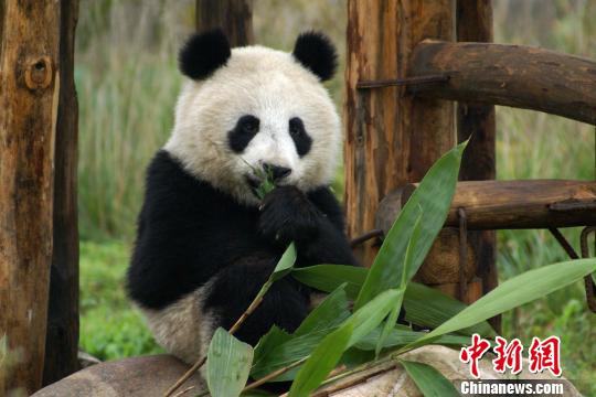 陕西圈养大熊猫感染犬瘟病已致2死 病毒来源尚