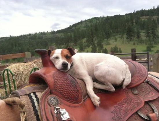 组图:袖珍马与小狗搭档表演风靡全美