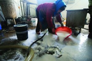 奶农倒奶杀牛愈演愈烈 散户嗅觉不灵敏总是吃亏