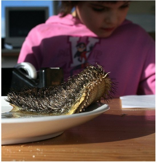 三眼恐龙虾你见过吗? 盘点全球最恐怖最罕见动