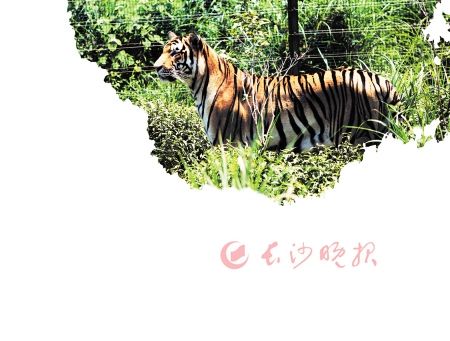 长沙建亚洲第一综合性虎园 未来老虎数量将达