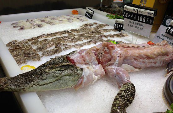 土豪婚宴现场宰杀鳄鱼 食客:口感像甲鱼(图)