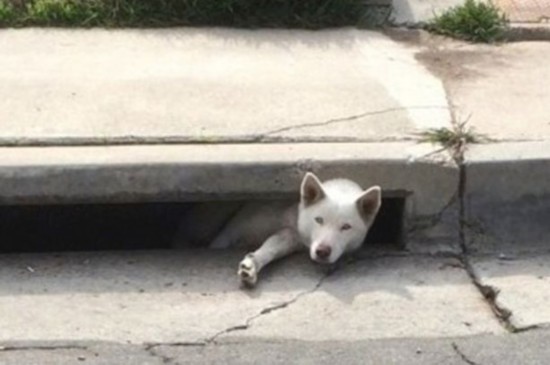 美哈士奇犬被卡下水道中露头求救