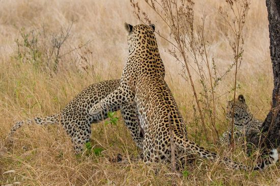 南非小幼豹树枝上玩耍 母豹跳起3米将其抓到地