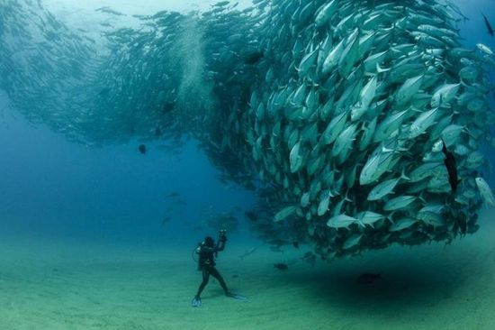Ⱥ籩(Swirling tornado of fish by Octavio Aburto)