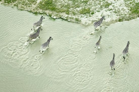 ްɺӣAfrican wildlife by Zack Seckler