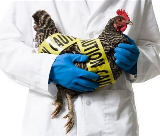 禽流感最新消息:上海新增1例H7N9病毒确诊病