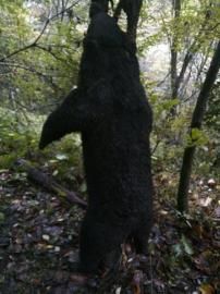 千萬富翁持槍獵殺黑熊被拘 稱〝閑著沒事做〝(圖)