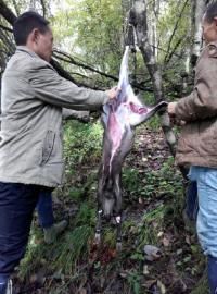 千萬富翁持槍獵殺黑熊被拘 稱〝閑著沒事做〝(圖)
