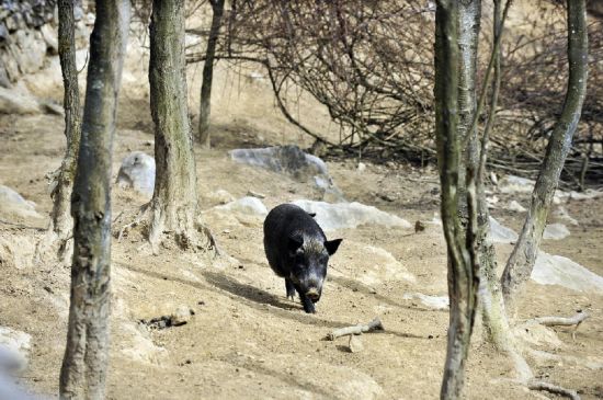 揭秘四川狩猎场 年会费10万顾客多为私企老板