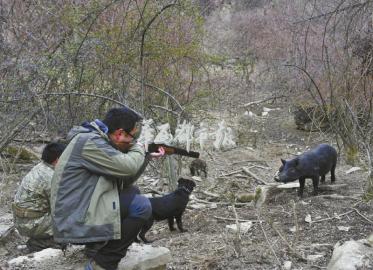 探访狩猎场：年费10万打野猪 标配60发子弹