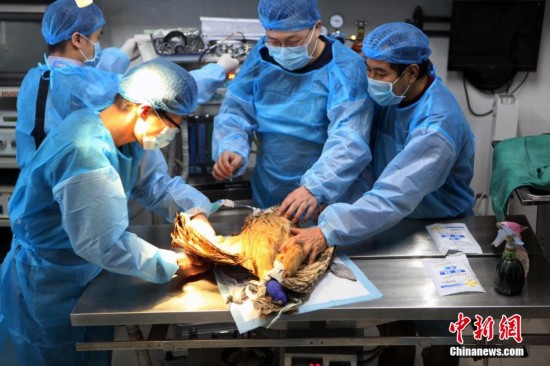 沈阳一宠物医院为骨折猫头鹰做手术(高清组图