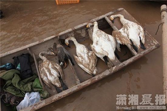 湖南东洞庭湖国家保护区天鹅遭猎杀