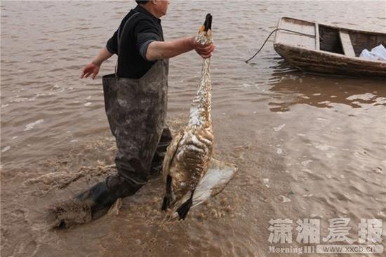 湖南东洞庭湖国家保护区天鹅遭猎杀