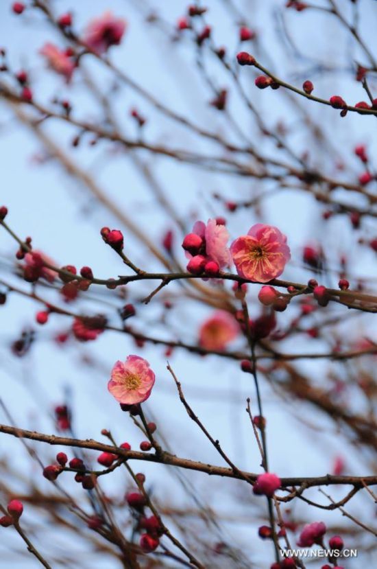 CHINA-ZHEJIANG-PLUM BLOSSOM (CN)