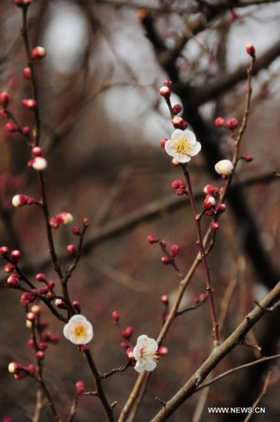 CHINA-ZHEJIANG-PLUM BLOSSOM (CN)