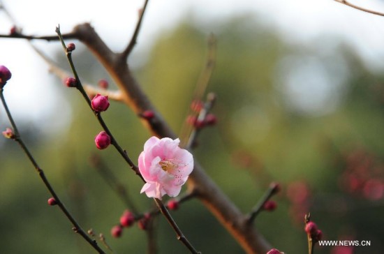 CHINA-ZHEJIANG-PLUM BLOSSOM (CN)