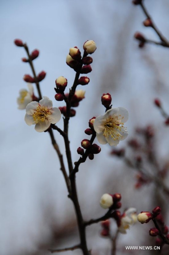 CHINA-ZHEJIANG-PLUM BLOSSOM (CN)